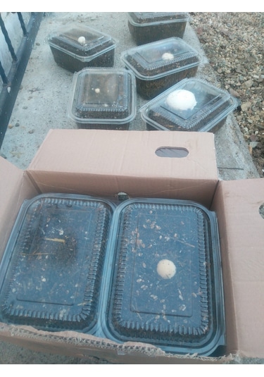 KüLür Mantarı Deneme Hobi Kiti Tohumu İçinde Dahil