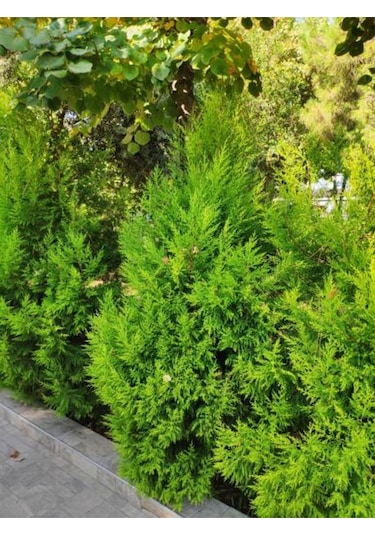 Videolu Limon Çamı Limoni Servi 80 90 Cm 1 Adet Saksılı Cupressus Macrocarpa