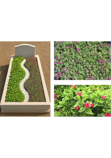 Mezar - Kabir Çiçekli Bitki Seti - 90 Adet Yer Örtücü Bitki + 20