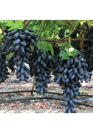 Tüplü Çekirdeksiz Finger Black Üzüm Fidanı