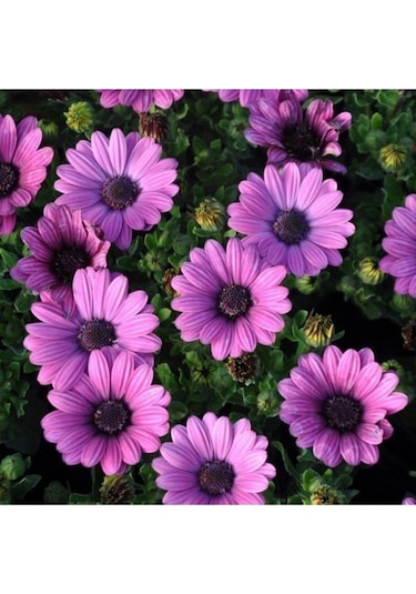 50 Adet Tohum Nadir Trapikal Afrika Papatyası Tohumu Afrika Çiçeği Tohumu Saksı Toprak Hediye