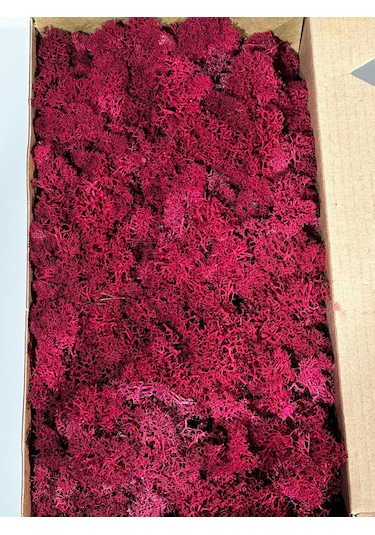 Reindermoss Şoklanmış Norveç Yosunu Terarium Yosunu Fushia 500 Gr.