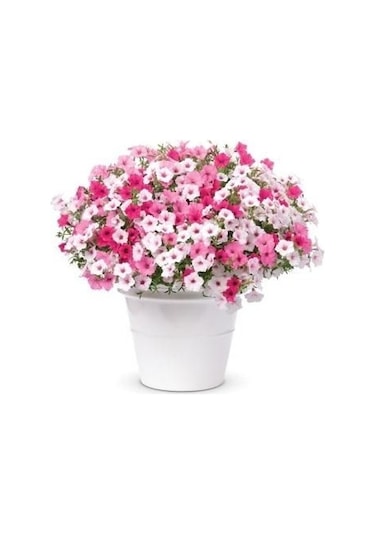 Petunya Çiçeği Tohumu 20 Tohum Çiçek Tohumu + Tohum