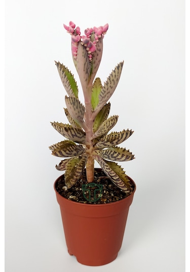 Aşkın Gözyaşları Çiçeği Kalanchoe Daigremontiana Pembe 5.5 Cm Sak