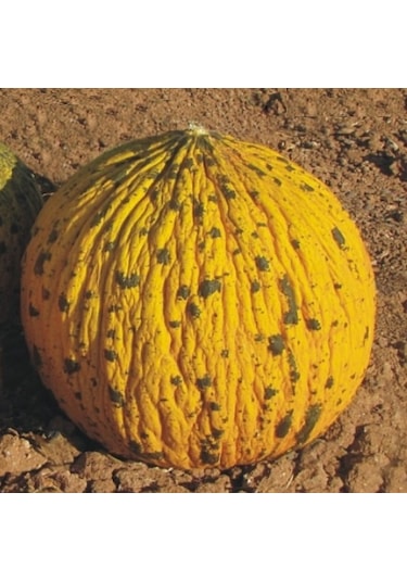 Dalaman Kavun Tohumu 25+ Tohum N112549