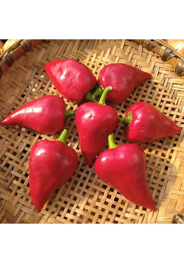 Kırmızı Lesya Biber Tohumu 15 Tohum