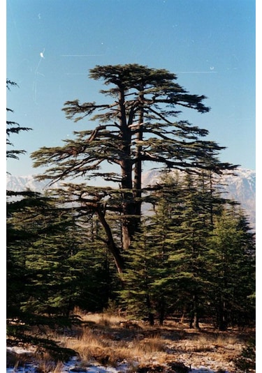 Toros Sedir Fidanı 30-50 Cm Boyunda, Dayanıklı Çam Ağacı