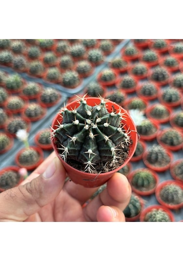 5.5 Luk Saksıda Gymnocalycium Mihanovichii Çene Kaktüsü