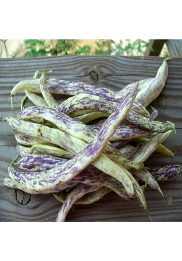 50 Adet Tohum Organik Taze Hasat Hobi Bahçe Niğde Yayla Çilli Kız Fasulyesi Fasülye Tohumu Saksı Top