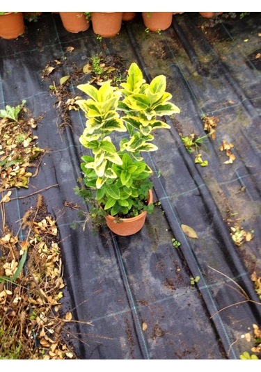 Mezar - Kabir Sarı Bitki Seti - 20 Adet Gold Taflan 20-30 Cm