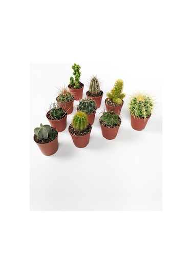 10 Lu Kaktüs Set - Özel Türler - 5.5 Cm Saksıda