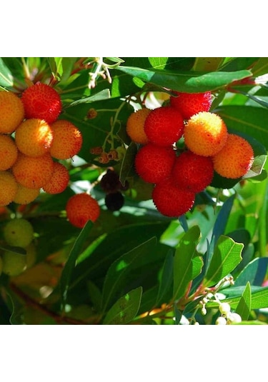 Kocayemiş Dağ Çileği Fidanı Saksılı 20 - 30 Cm