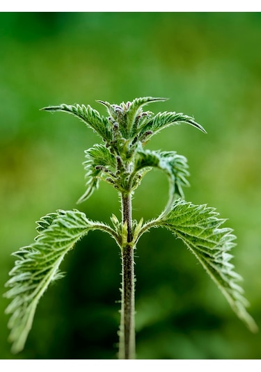 250 Gram İlaçsız Taze - Yaş Toplanmış Organik Isırgan Otu