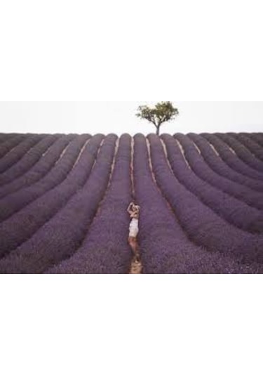 50 Adet Lavanta Açık Kök Intermedia Fidanı Fidesi