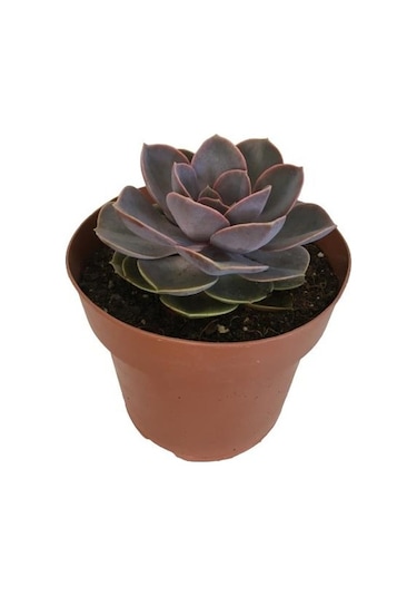 Özel Cins İthal Anaç Sukulent