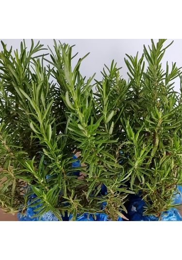 Eget Organik Biberiye Fidesi 6 Adet