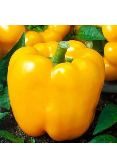 5 Adet Sarı Dolma Biber Fidesi