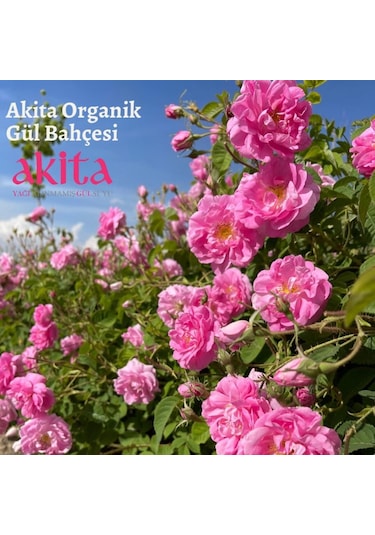 Akita Doğal Yağı Alınmamış Gül Suyu Cam Şişe 3 x 200 ML