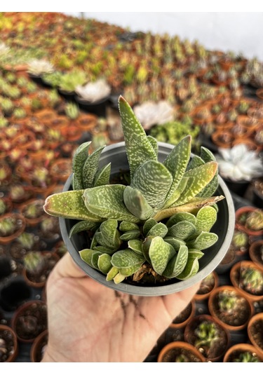 Gasteria 12cmlik Saksıda 1 Adet
