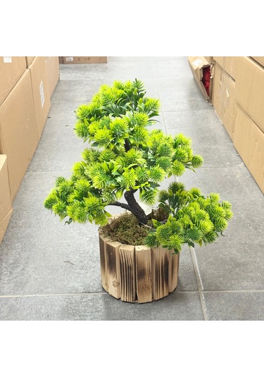 Konak Züccaciyesaksılı Bonzai Kestane Ağaç Orta 40 Cm