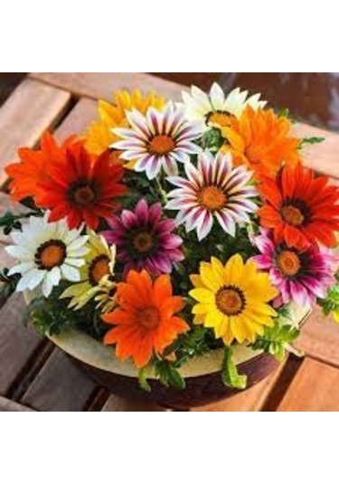 20 Adet Tohum Nadir Bulunan Koyun Gözü Çiçeği Koyun Gözlü Çiçek T