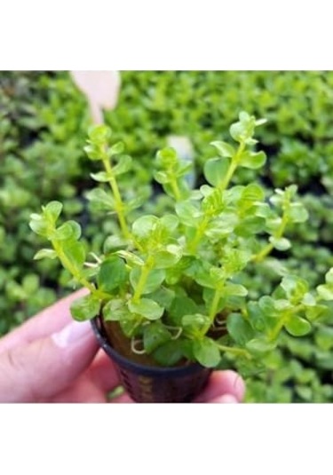 Rotala Indica Green Saksı Canlı Bitki Çok Renkli