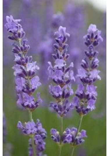 Lavanta Lavandula Angustifolia
