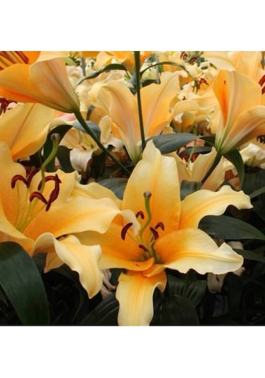 Karışık Renkli Kokulu Zambak Soğanı 3 Adet