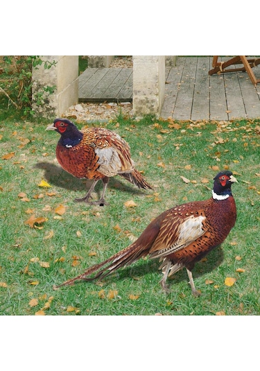 Suntek Sülün Heykelcik Hediyeler Çiftlik Veranda Açık Ab
