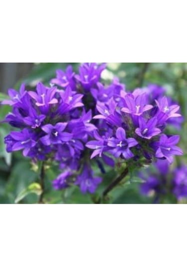 Mor Kadeh Çiçeği Tohumu Ekim Seti