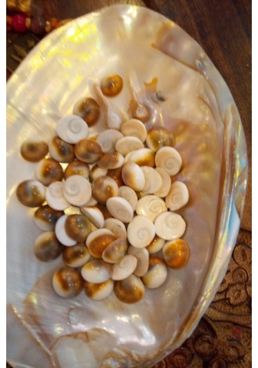 Yılancık Taşı Sifa Tası Canlı Yavru Dişi Ve Erkek Karışık 3 Adet 001