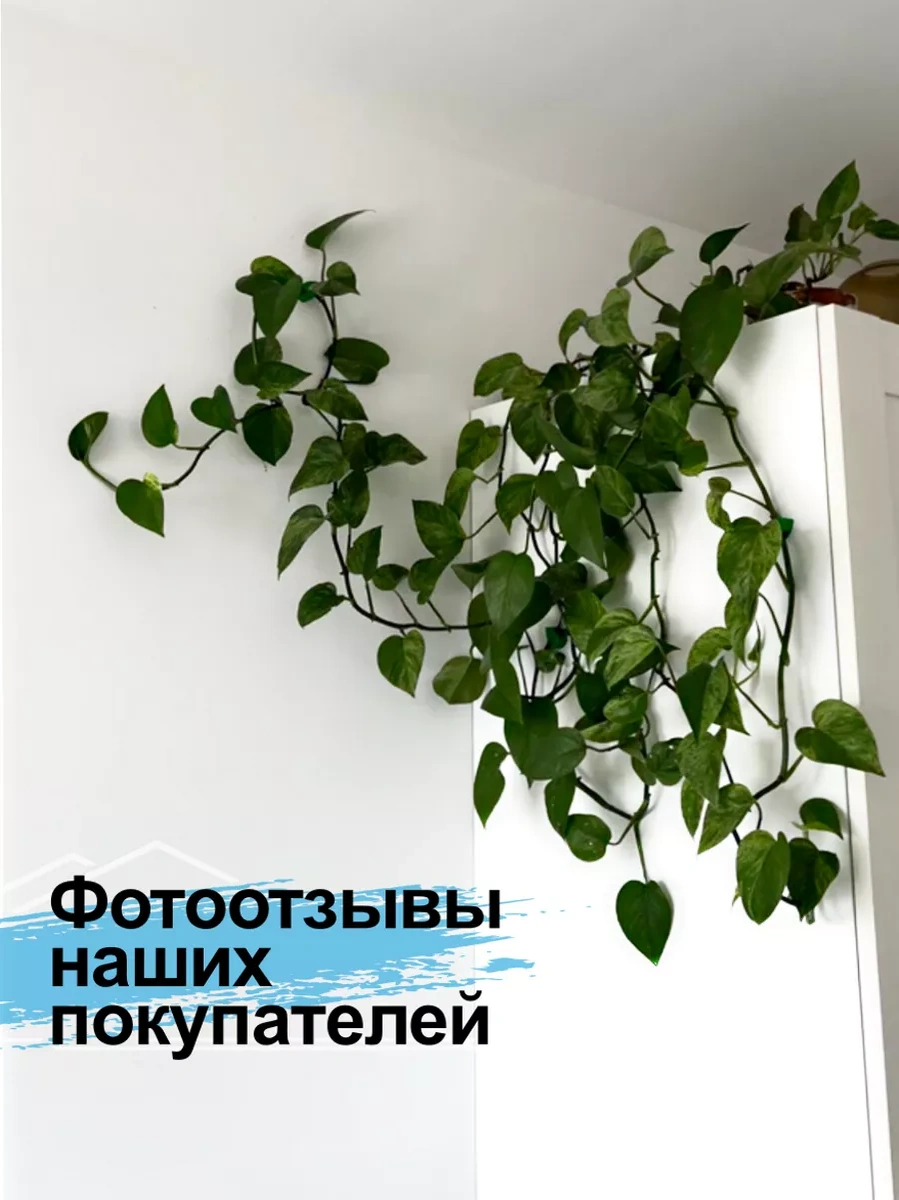 Greduha Bitki Destekleyici Duvara Montaj İçin 10'lu Klips Seti 155968241