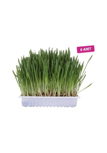 6 ADET - Trixie Kedi Çimi, 100 gr