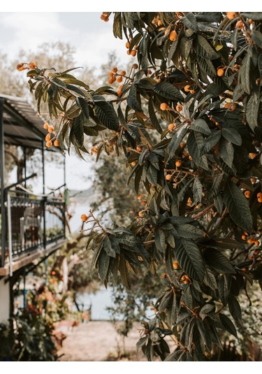 250 Gr. Yeni Dünya - Malta Eriği Yaprağı Dalından Günlük Toplama
