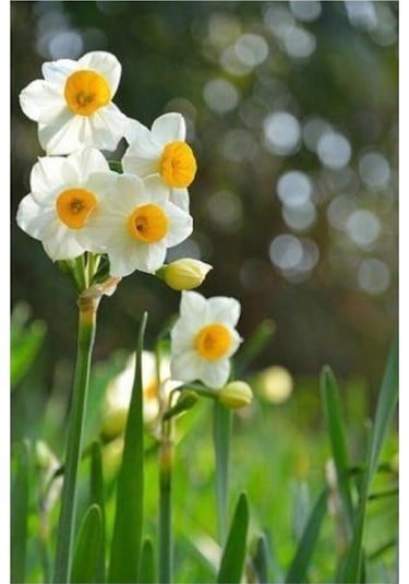 Nergiz Soğanı 5 Adet Tohum Nergis Çiçeği Soğanı Çiçek Soğanı