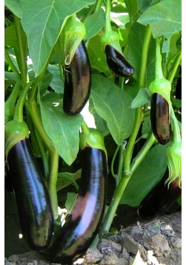 Aydın Siyahı Patlıcan Tohumu / 40 Adet Tohum