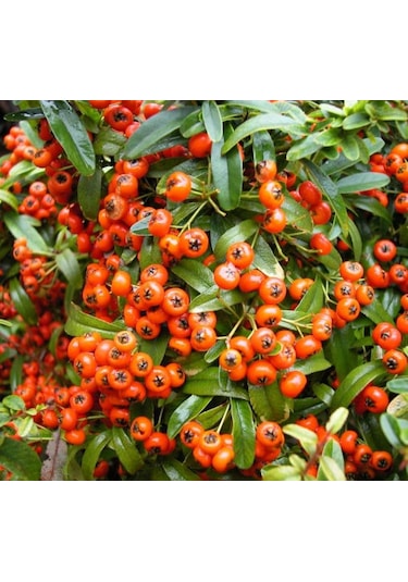 Bahçevilya 2 Yaşında Kırmızı Bodur Ateş Dikeni Fidanı