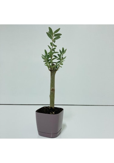 Mor Lüx Saksıda Minyatür Bonsai Zeytin Fidanı