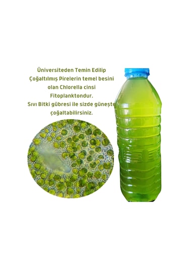 Mawrond Fitoplanktonlu Yeşilsu Chorella Yosunu 500 ML