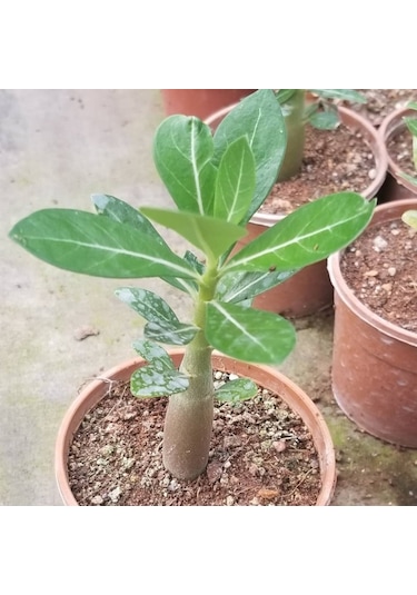 Adenium Çöl Gülü Çiçeği Fidanı 417
