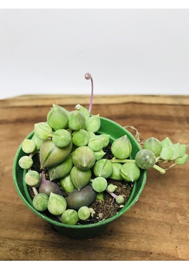 Senecio Rowleyanus Variegata Sarı Yeşil Renkli Tesbih Çiçeği