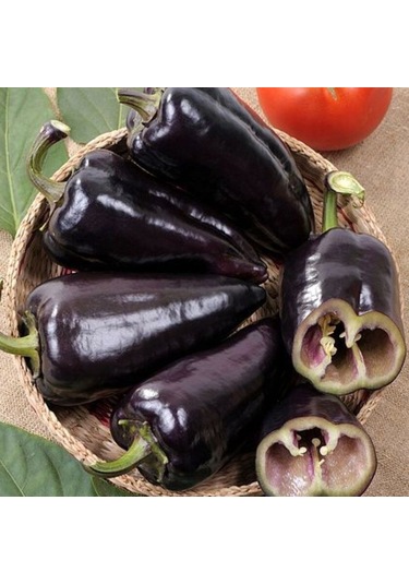 Ata Tohum Geleneksel Black Knight Siyah Kapya Tatlı Biber Tohumu 15 Tohum