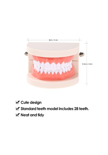 Wezone Çocuklar İçin Diş Fırçalama Eğitim Modeli - Beyaz Reçine Diş Maketi