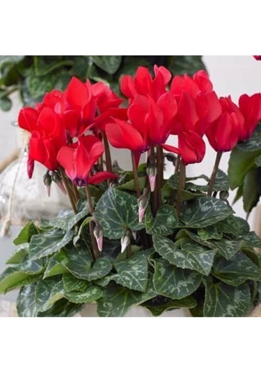 Kan Kırmızısı Sıklamen Soganı 3adet