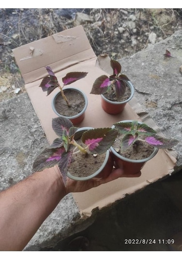 Yaprak Güzeli Çiceği Fidanı 10-20 Cm