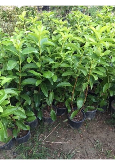 Saksıda Kartopu Viburnum Lucidum Fidanı 80-110 Cm 1 Adet Doğal Çit Duvar