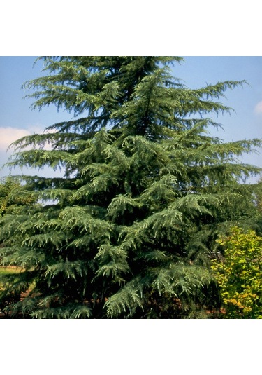 Bahçeniz İçin Himalaya Sedir Fidanı - Zarif Ve Güçlü 40-50 Cm