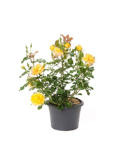 Dolgun Formlu Canlı Sarı Gül Fidanı 30-50cm Saksılı+ Telgraf Çiçeği