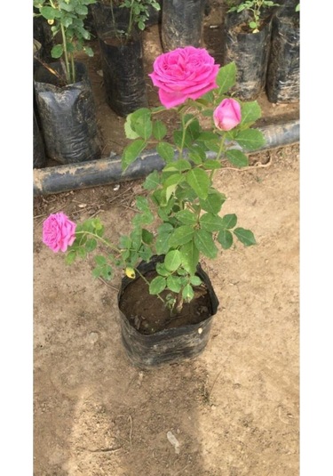 Gerçek Isparta Gülü Fidanı 10-20 Cm