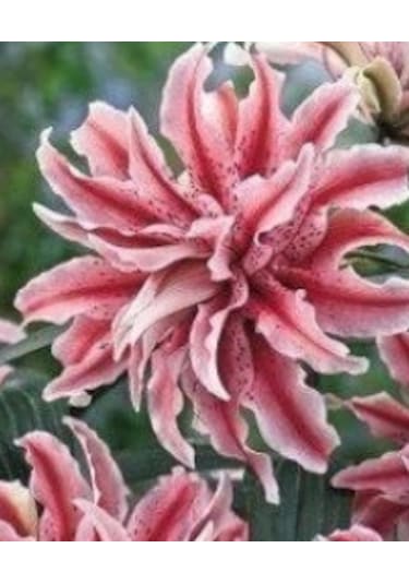 2 Adet Zambak Çiçeği Soğanı Kokulu Ebruli Pembe